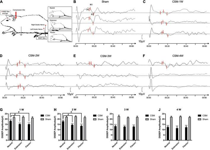 https://cdn.ncbi.nlm.nih.gov/pmc/blobs/50ac/8650056/a2ec03a58ef5/fnana-15-729482-g004.jpg