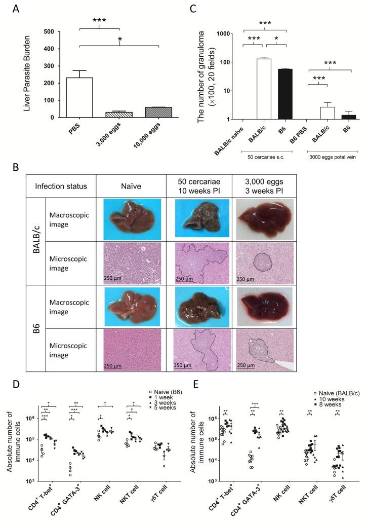 https://cdn.ncbi.nlm.nih.gov/pmc/blobs/50ad/5802944/3afb122ea41e/pntd.0006197.g004.jpg