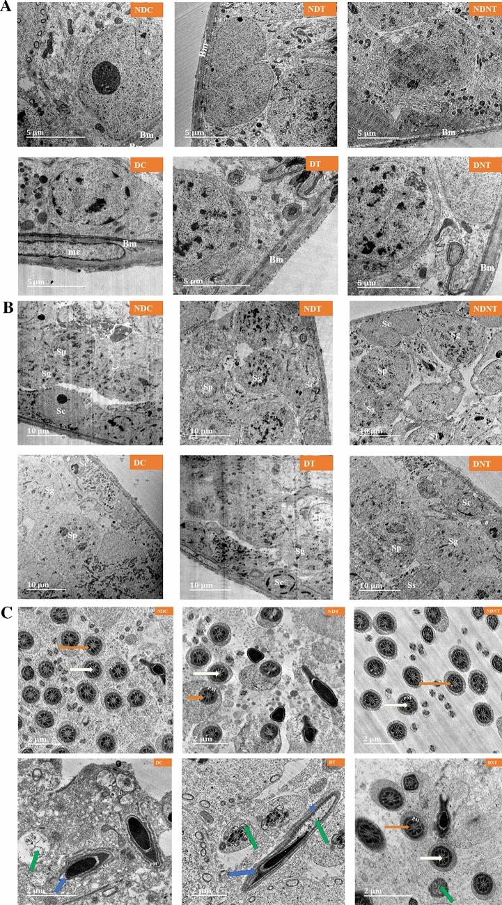 https://cdn.ncbi.nlm.nih.gov/pmc/blobs/50b4/9187647/9fbbf6db6ac5/41598_2022_13321_Fig5_HTML.jpg