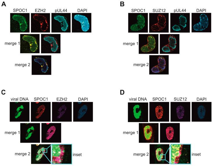 https://cdn.ncbi.nlm.nih.gov/pmc/blobs/50b5/10976249/7a3064a960cd/viruses-16-00363-g006.jpg