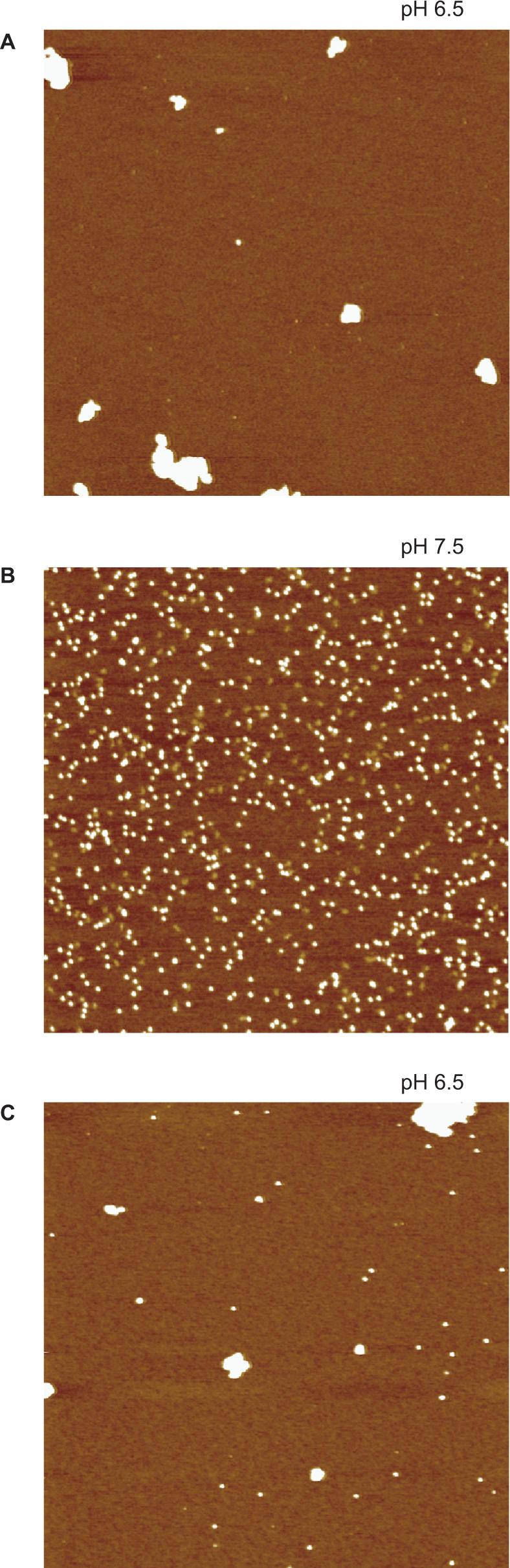 https://cdn.ncbi.nlm.nih.gov/pmc/blobs/50b6/1874666/53447be117c9/gkm077f4.jpg