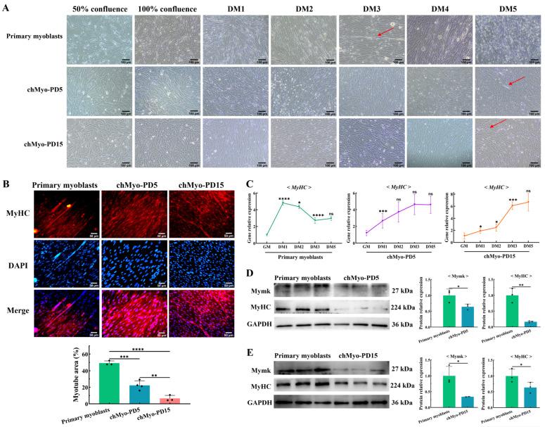 https://cdn.ncbi.nlm.nih.gov/pmc/blobs/50bc/11312951/7238d9b80e62/ijms-25-08340-g004.jpg