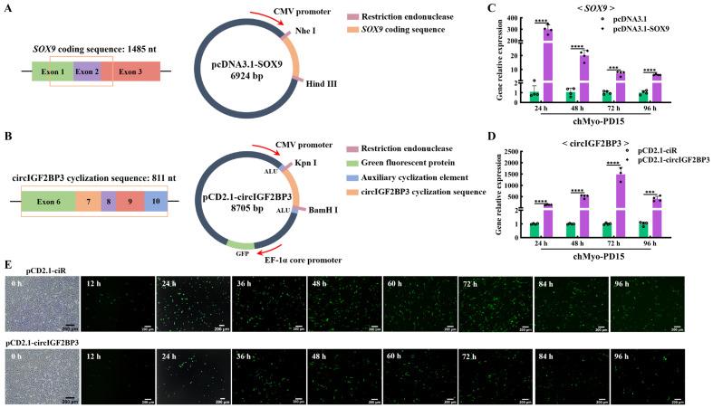 https://cdn.ncbi.nlm.nih.gov/pmc/blobs/50bc/11312951/80c886954fba/ijms-25-08340-g005.jpg