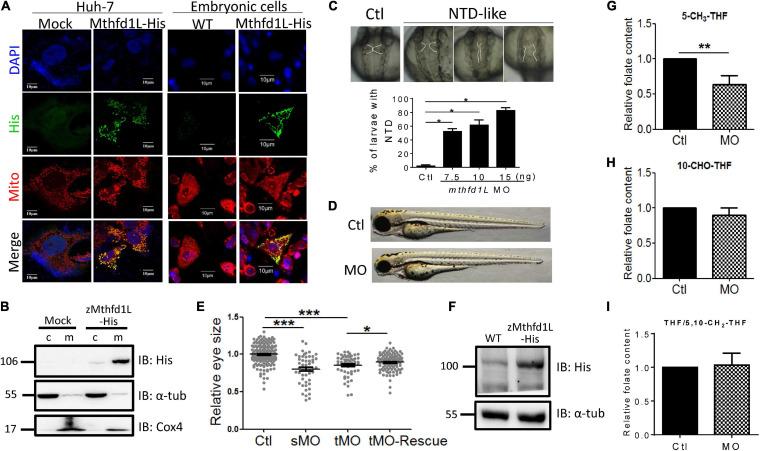 https://cdn.ncbi.nlm.nih.gov/pmc/blobs/50bc/8277299/3795ba0f6ff2/fcell-09-702969-g006.jpg