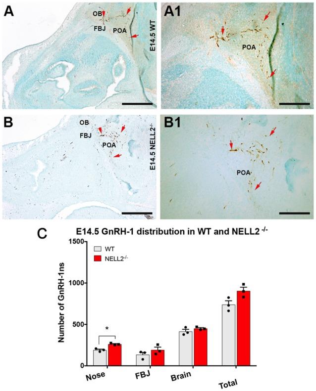 https://cdn.ncbi.nlm.nih.gov/pmc/blobs/50be/6406018/873e6e4f6edb/fncel-13-00070-g0002.jpg