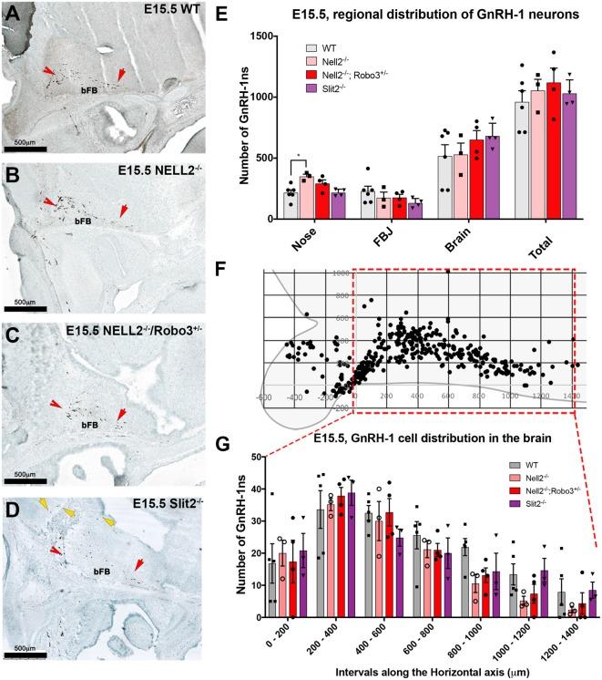 https://cdn.ncbi.nlm.nih.gov/pmc/blobs/50be/6406018/a6d8ba661d04/fncel-13-00070-g0004.jpg