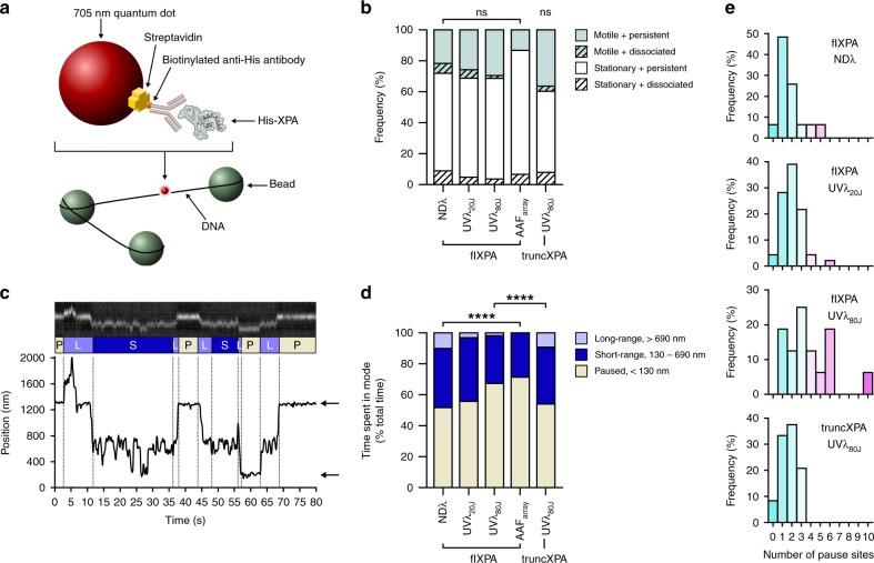 https://cdn.ncbi.nlm.nih.gov/pmc/blobs/50be/7069974/1250923056b4/41467_2020_15168_Fig5_HTML.jpg