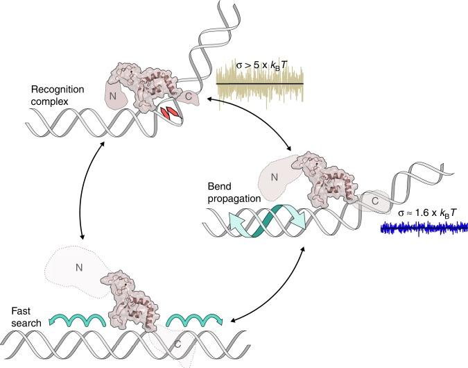 https://cdn.ncbi.nlm.nih.gov/pmc/blobs/50be/7069974/5bf0eb7ca1e6/41467_2020_15168_Fig7_HTML.jpg