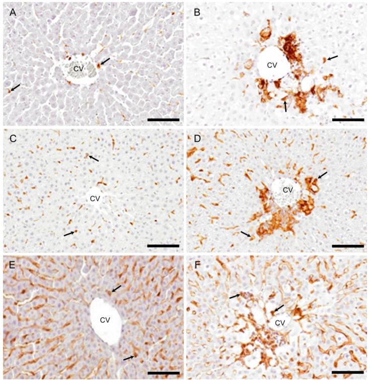 https://cdn.ncbi.nlm.nih.gov/pmc/blobs/50bf/7730394/2363999027ac/ijms-21-08998-g005.jpg