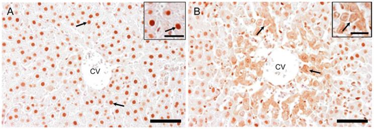 https://cdn.ncbi.nlm.nih.gov/pmc/blobs/50bf/7730394/7203d941a366/ijms-21-08998-g010.jpg