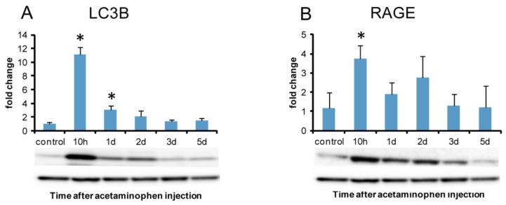 https://cdn.ncbi.nlm.nih.gov/pmc/blobs/50bf/7730394/c3911e164e28/ijms-21-08998-g013.jpg