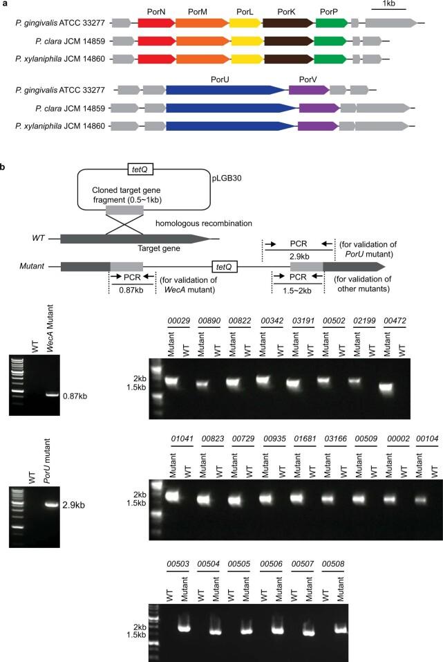 https://cdn.ncbi.nlm.nih.gov/pmc/blobs/50c0/9477747/fa4ed945d62a/41586_2022_5181_Fig9_ESM.jpg
