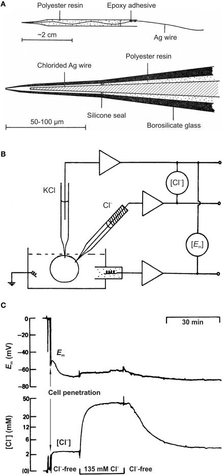 https://cdn.ncbi.nlm.nih.gov/pmc/blobs/50c4/2802328/5782a849015d/fnmol-02-015-g001.jpg