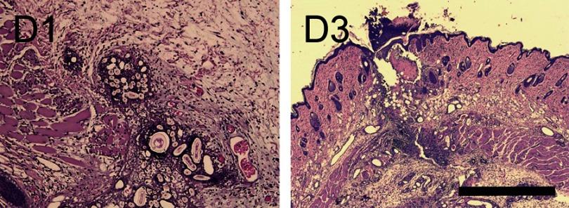 https://cdn.ncbi.nlm.nih.gov/pmc/blobs/50c4/6549740/7541fa0b794c/IJN-14-4007-g0014.jpg