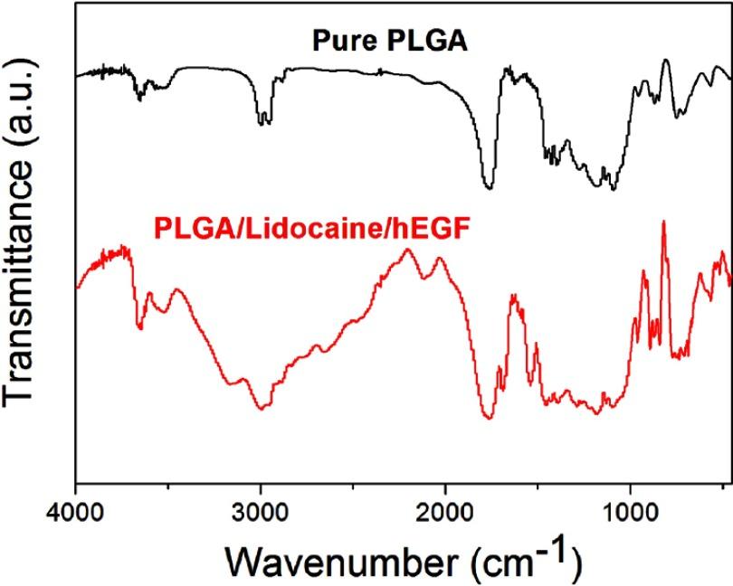 https://cdn.ncbi.nlm.nih.gov/pmc/blobs/50c4/6549740/ba07a576bcd1/IJN-14-4007-g0004.jpg
