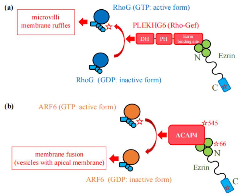 https://cdn.ncbi.nlm.nih.gov/pmc/blobs/50c4/8952289/2101faa0ee2c/ijms-23-03246-g005.jpg
