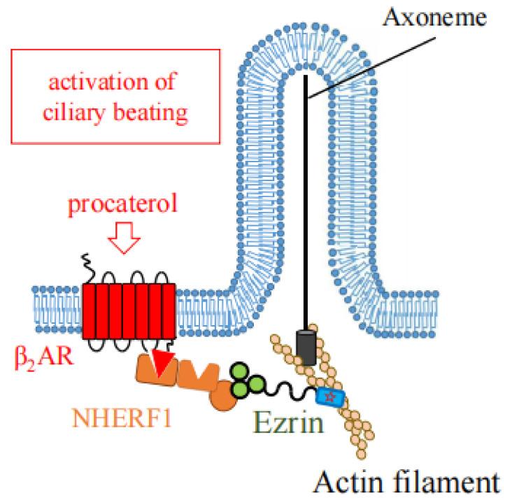 https://cdn.ncbi.nlm.nih.gov/pmc/blobs/50c4/8952289/9a1d8af31b06/ijms-23-03246-g009.jpg