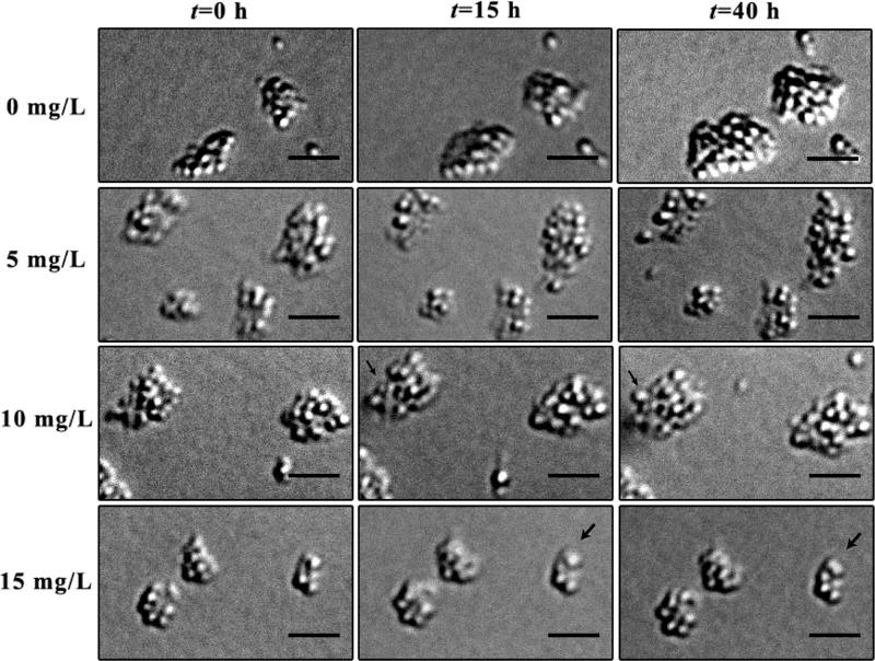https://cdn.ncbi.nlm.nih.gov/pmc/blobs/50c8/3988682/fc8f13c80a29/ac-2014-001306_0007.jpg