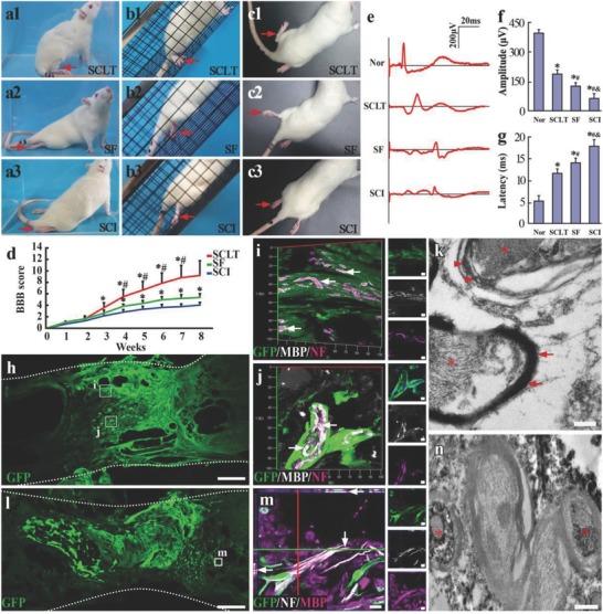 https://cdn.ncbi.nlm.nih.gov/pmc/blobs/50c9/6145267/cf37e1de8510/ADVS-5-1800261-g005.jpg