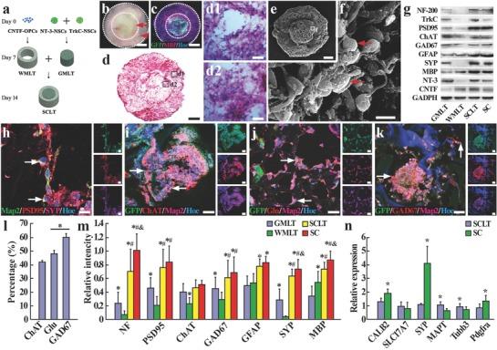 https://cdn.ncbi.nlm.nih.gov/pmc/blobs/50c9/6145267/f9ee91573fa6/ADVS-5-1800261-g001.jpg