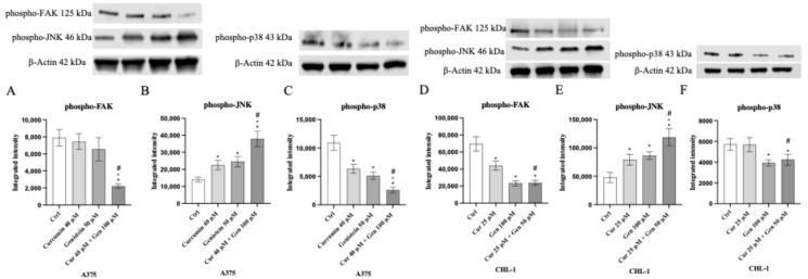 https://cdn.ncbi.nlm.nih.gov/pmc/blobs/50cd/12383553/0672c4168e1a/biomedicines-13-01954-g017.jpg