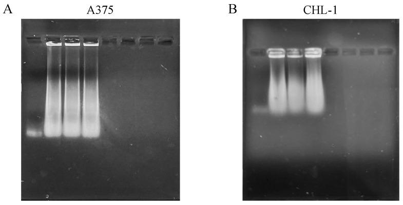 https://cdn.ncbi.nlm.nih.gov/pmc/blobs/50cd/12383553/196e02b1430f/biomedicines-13-01954-g005.jpg