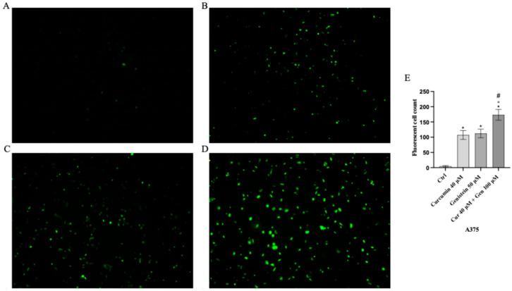 https://cdn.ncbi.nlm.nih.gov/pmc/blobs/50cd/12383553/25554c1e2cd4/biomedicines-13-01954-g009.jpg