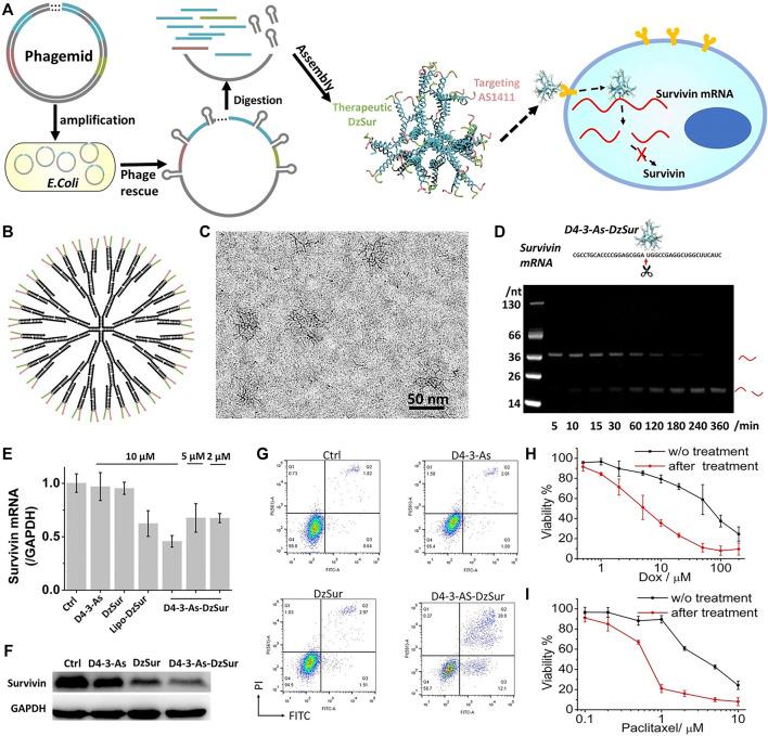 https://cdn.ncbi.nlm.nih.gov/pmc/blobs/50cf/9585261/821184ad2018/fbioe-10-1024143-g005.jpg