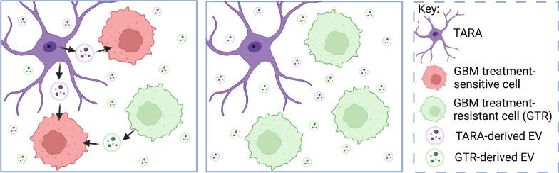 https://cdn.ncbi.nlm.nih.gov/pmc/blobs/50d1/11155041/c9ce1fcb4fb7/12967_2024_5301_Fig4_HTML.jpg