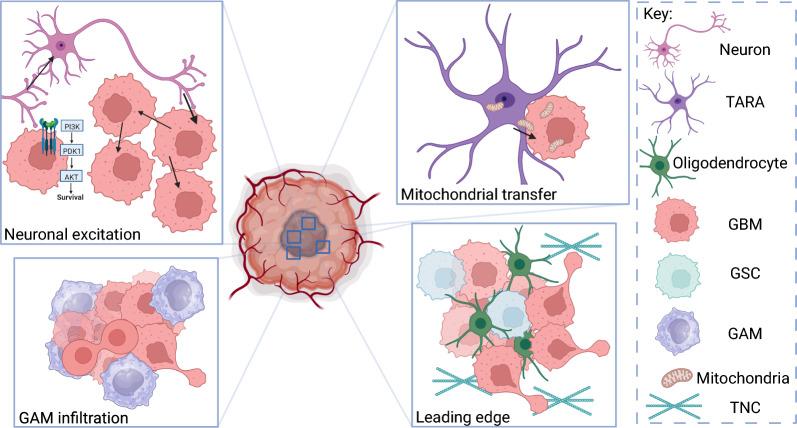 https://cdn.ncbi.nlm.nih.gov/pmc/blobs/50d1/11155041/de91f418874c/12967_2024_5301_Fig3_HTML.jpg