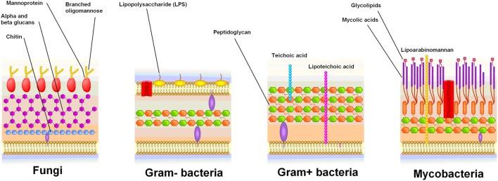 https://cdn.ncbi.nlm.nih.gov/pmc/blobs/50d5/5650687/f9a8d1d4a95f/fneur-08-00535-g001.jpg
