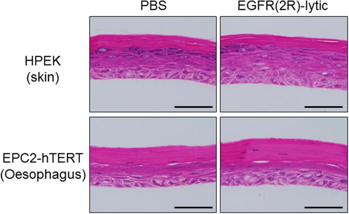 https://cdn.ncbi.nlm.nih.gov/pmc/blobs/50d9/4796678/4396b6d20219/srep22452-f7.jpg