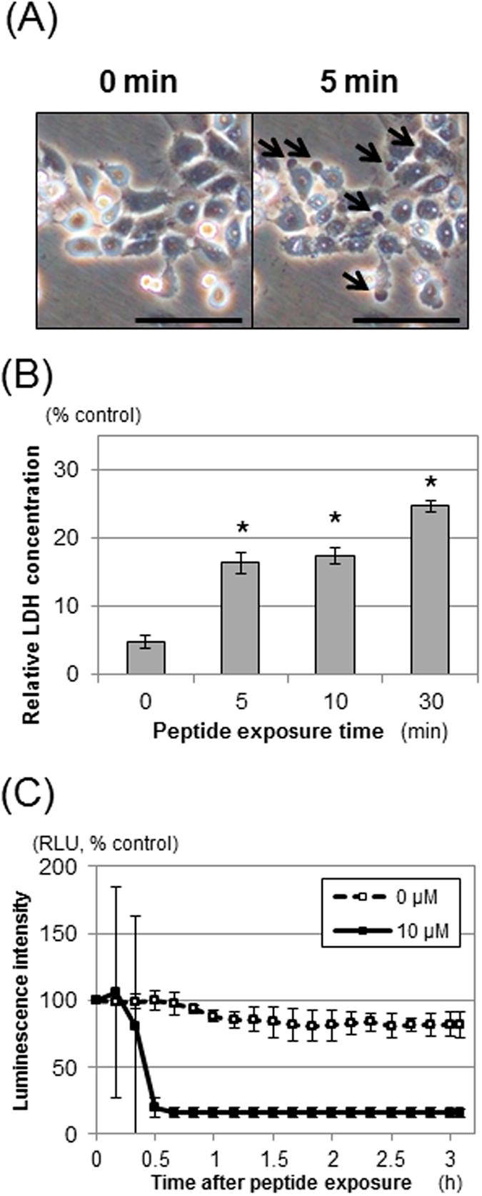 https://cdn.ncbi.nlm.nih.gov/pmc/blobs/50d9/4796678/7e25c324747d/srep22452-f4.jpg