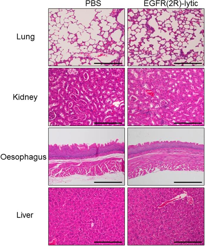 https://cdn.ncbi.nlm.nih.gov/pmc/blobs/50d9/4796678/b03b933b5b2c/srep22452-f6.jpg