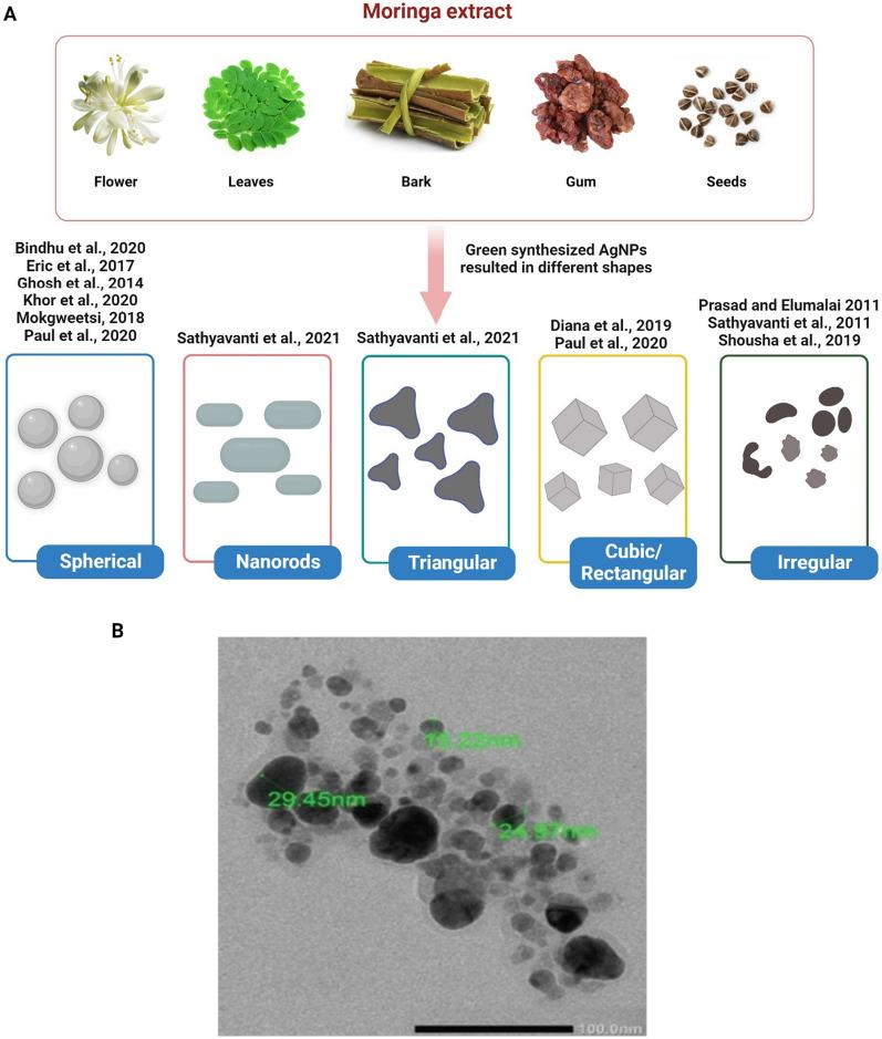 https://cdn.ncbi.nlm.nih.gov/pmc/blobs/50da/10877787/f6f984275be7/12951_2024_2332_Fig3_HTML.jpg