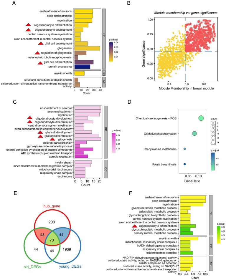 https://cdn.ncbi.nlm.nih.gov/pmc/blobs/50dc/11615075/17c9531c9543/fnagi-16-1485722-g002.jpg