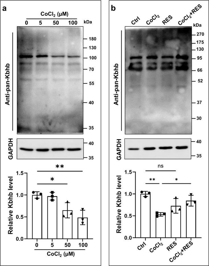 https://cdn.ncbi.nlm.nih.gov/pmc/blobs/50dc/11984057/5c6fab25b784/12883_2025_4171_Fig5_HTML.jpg