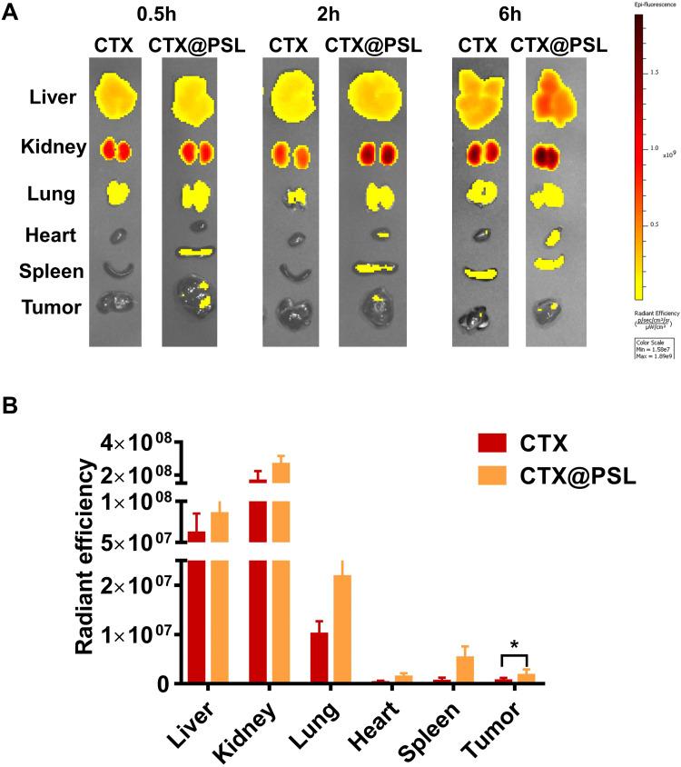 https://cdn.ncbi.nlm.nih.gov/pmc/blobs/50e2/11164093/1724e7eed27b/IJN-19-5381-g0005.jpg