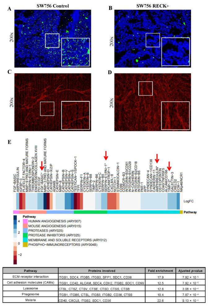 https://cdn.ncbi.nlm.nih.gov/pmc/blobs/50e2/8124470/3e2ffaff8c60/cancers-13-02217-g005.jpg