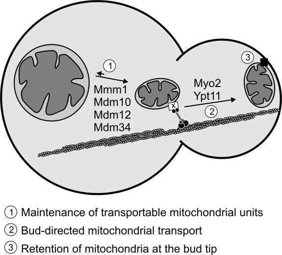 https://cdn.ncbi.nlm.nih.gov/pmc/blobs/50e8/3153652/99a3bdf7b081/JCB_201012088_GS_Fig9.jpg