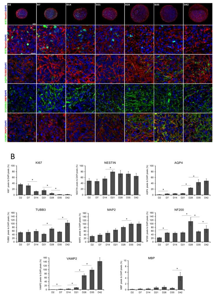 https://cdn.ncbi.nlm.nih.gov/pmc/blobs/50ea/7290365/af4bcbcad1a4/cells-09-01122-g002.jpg