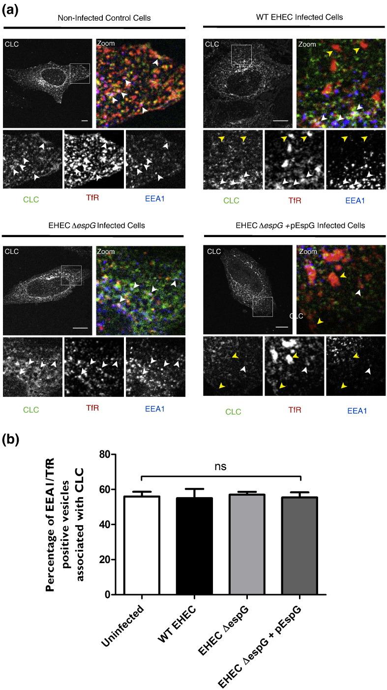 https://cdn.ncbi.nlm.nih.gov/pmc/blobs/50eb/5013874/9351ae4bd73f/gr4.jpg