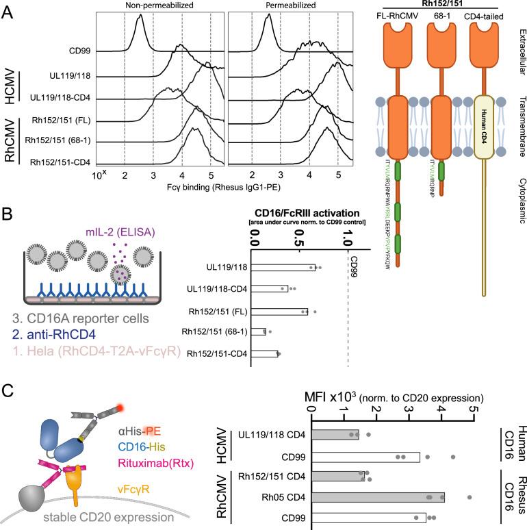 https://cdn.ncbi.nlm.nih.gov/pmc/blobs/50ef/11782611/d021558c390d/41467_2025_56419_Fig1_HTML.jpg