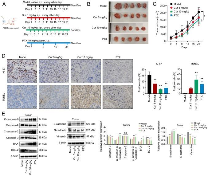 https://cdn.ncbi.nlm.nih.gov/pmc/blobs/50f8/12121984/354bf5aeefac/ijmm-56-01-05552-g03.jpg