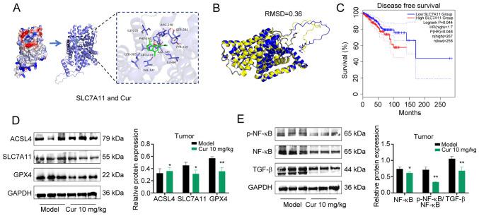https://cdn.ncbi.nlm.nih.gov/pmc/blobs/50f8/12121984/7a43b1819a2a/ijmm-56-01-05552-g06.jpg