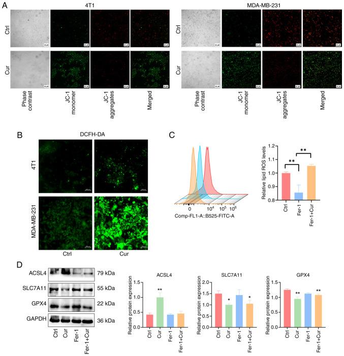 https://cdn.ncbi.nlm.nih.gov/pmc/blobs/50f8/12121984/c84d9da0b614/ijmm-56-01-05552-g07.jpg
