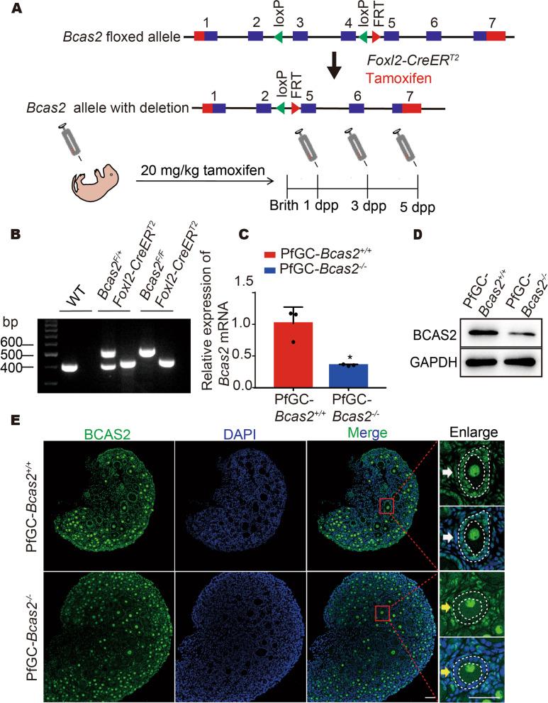 https://cdn.ncbi.nlm.nih.gov/pmc/blobs/50fe/10226250/18642ee8e3f7/13048_2023_1187_Fig2_HTML.jpg