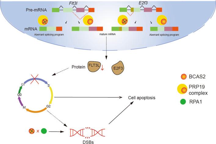https://cdn.ncbi.nlm.nih.gov/pmc/blobs/50fe/10226250/e3fa36f866fa/13048_2023_1187_Fig8_HTML.jpg