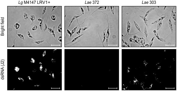 https://cdn.ncbi.nlm.nih.gov/pmc/blobs/50fe/3998932/013a49af030e/pntd.0002836.g002.jpg
