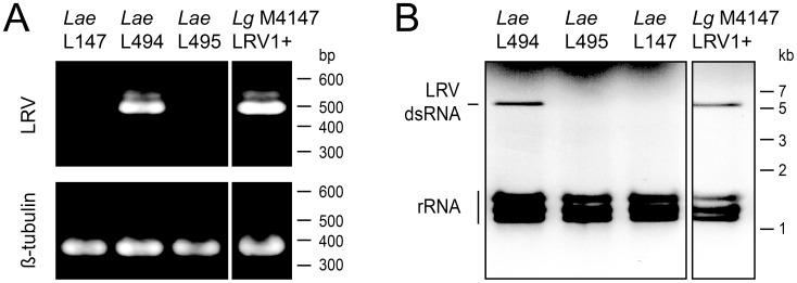 https://cdn.ncbi.nlm.nih.gov/pmc/blobs/50fe/3998932/dbb2588844fd/pntd.0002836.g003.jpg